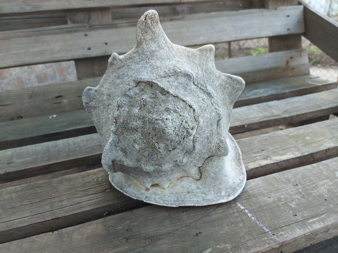 Антикварная  большая рогатая  раковина Conch Sea Shell