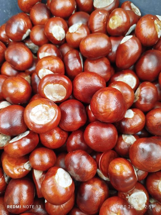 Kasztany na sprzedaż