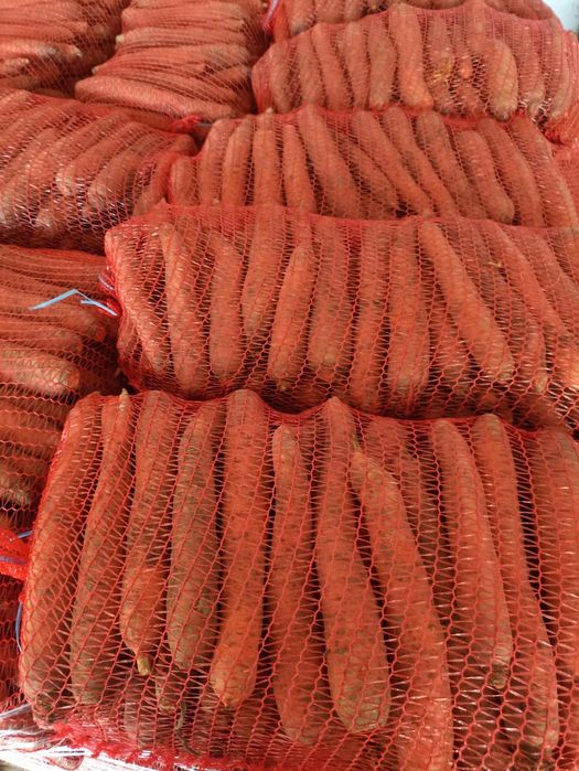 Sprzedam marchew ilości paletowe