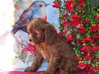 Cavalier & pudel to piękny cavapoo z certyfikatem