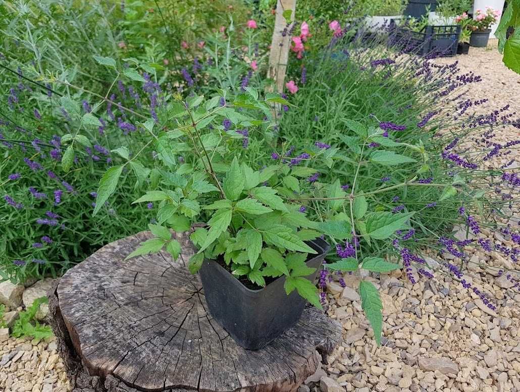Powojnik bylinowy clematis 1.5L