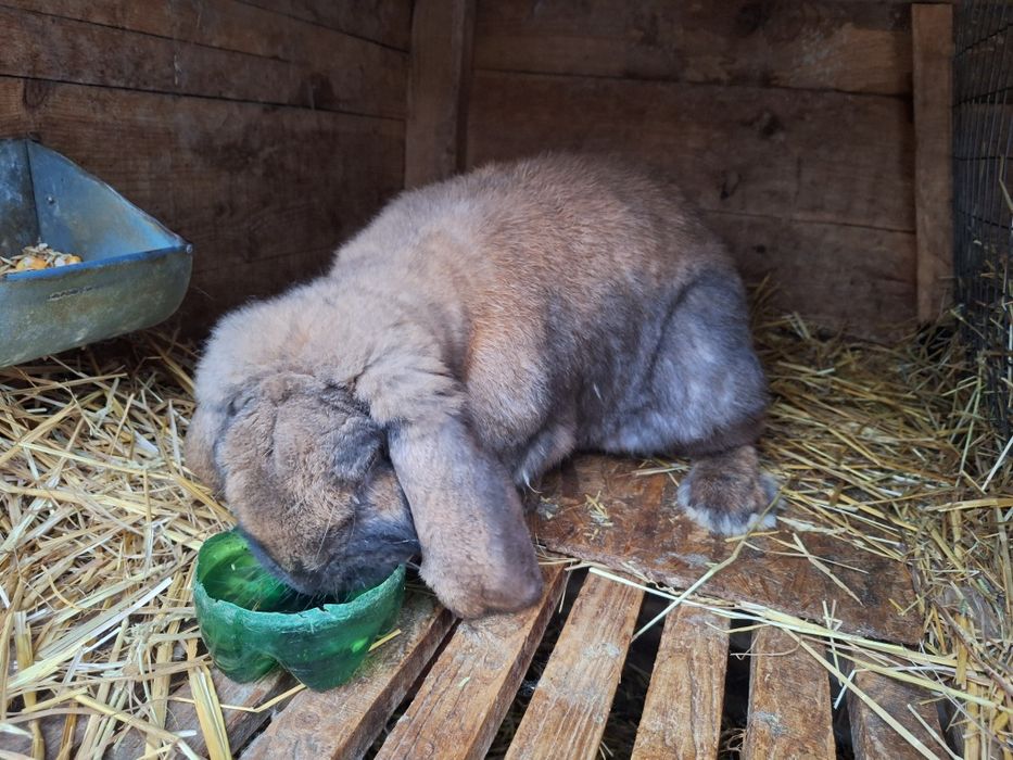 Продам кроликів французький баран "Магадаскар"