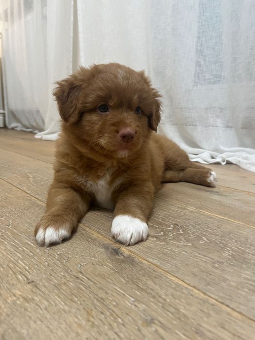 nova scotia duck tolling retriever