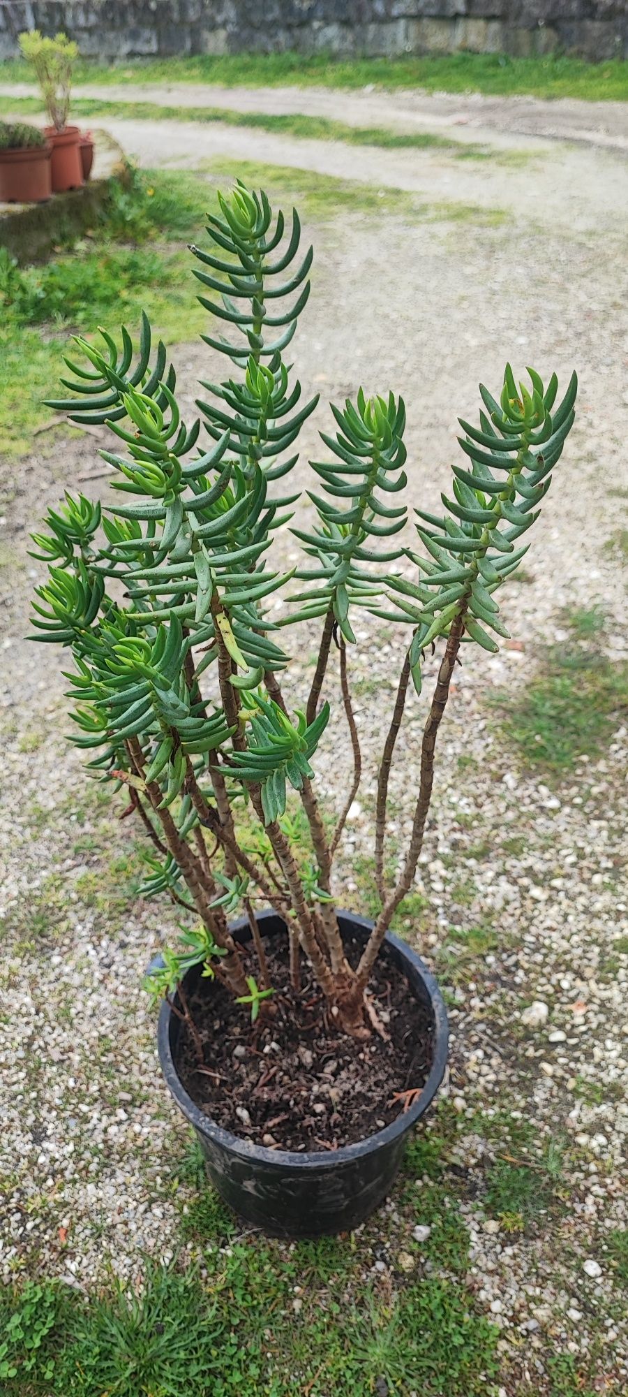 Planta suculenta