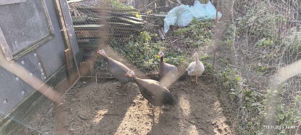 Perliki młode (lawendowe, jarzębate)