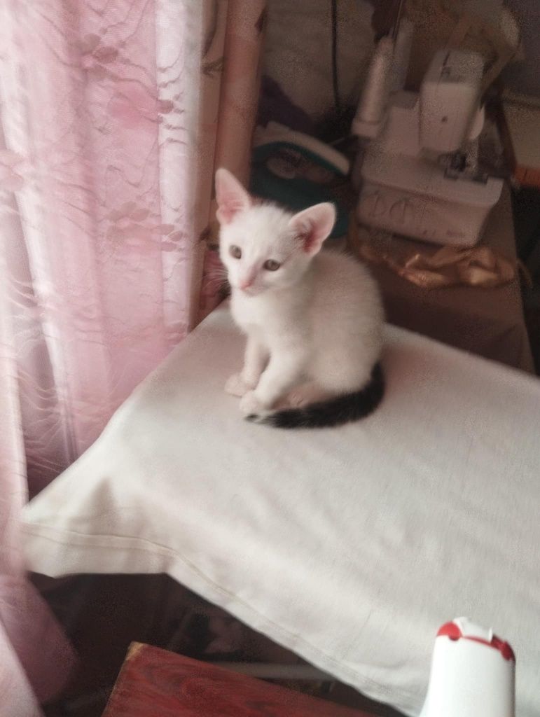 Kotki  oddam  w dobre ręce