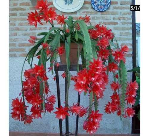 Епіфіллум (Epiphyllum)