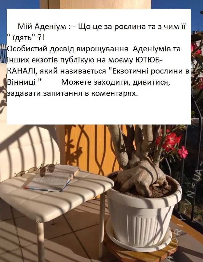 Маклюра. Плоди. Замовляйте 3 + 1 у Подарунок. БЕЗКОШТОВНА ОЛХ доставка