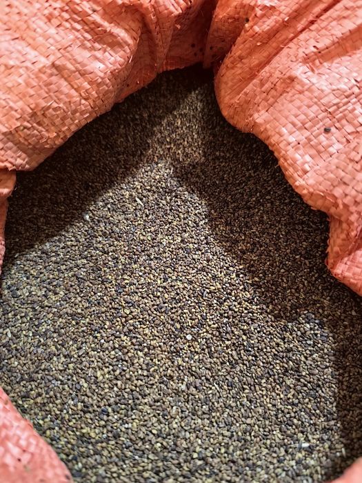 Lucerna 11zl kg do negocjacji