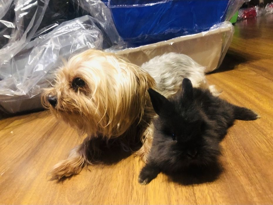 Królik króliczek miniaturka lwia