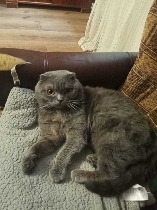 Кот вислоухий для вязки