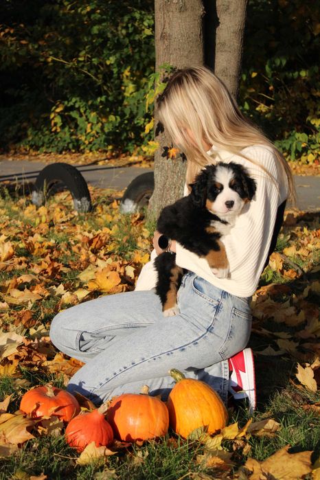 Berneński Pies Pasterski ZkwP/FCI