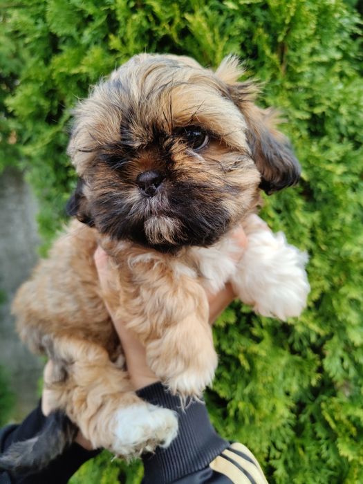Piękna Shih Tzu z rodowodem