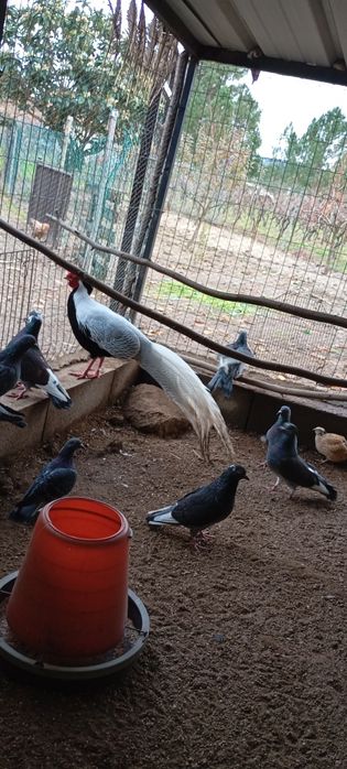 Vendo ou troco pombas