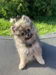 Pomeranian Szpic Miniaturowy Samiec Wolf Sable