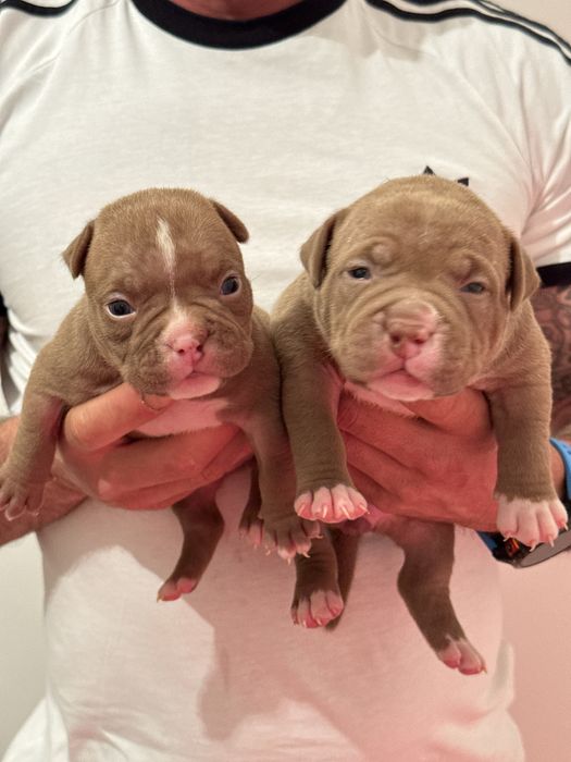 American bully pocket
