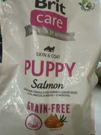 Brit puppy salmon