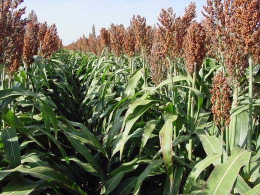 Sorgo Karim, Nasiona sorgo, trawa sudańska na suche tereny, sorgo