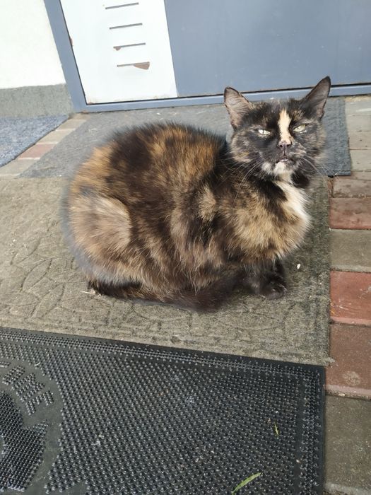 Усіх пятеро котиків з низ 2 хлопчики