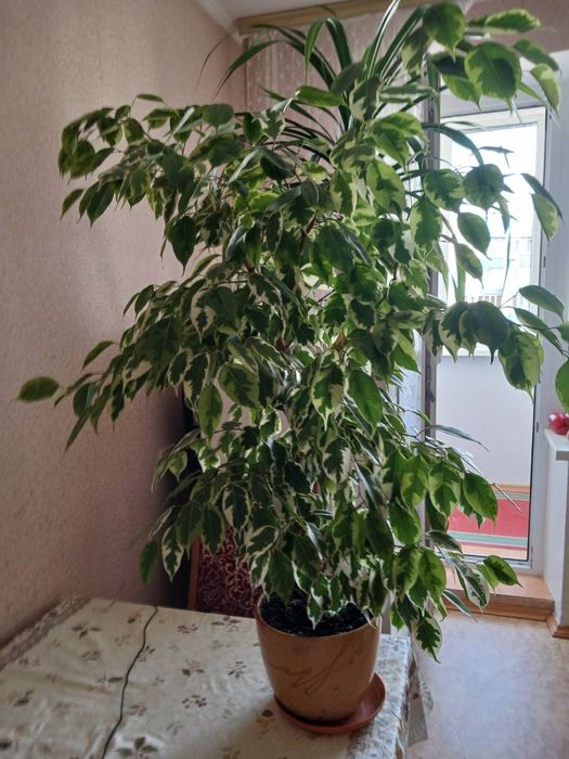 Продам фікус Бенджаміна