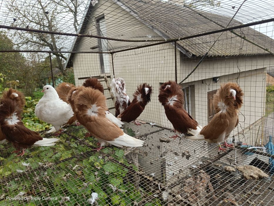 Продам якубіни !