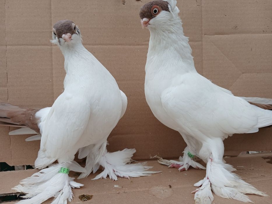 Gołębie krymki białostockie 2025