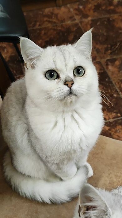 Серебристые шиншиллки мальчики