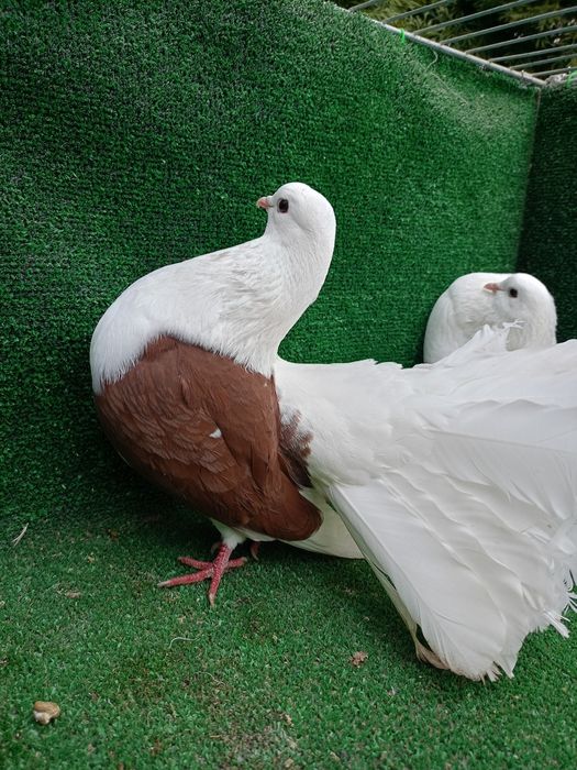 Gołębie pawiki samce