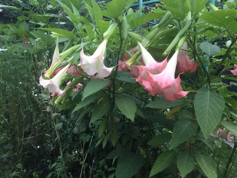 Дурман Бругмансія