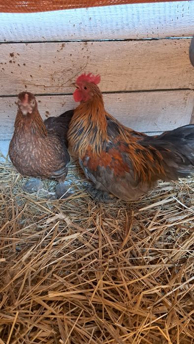 Kury ozdobne tegoroczne