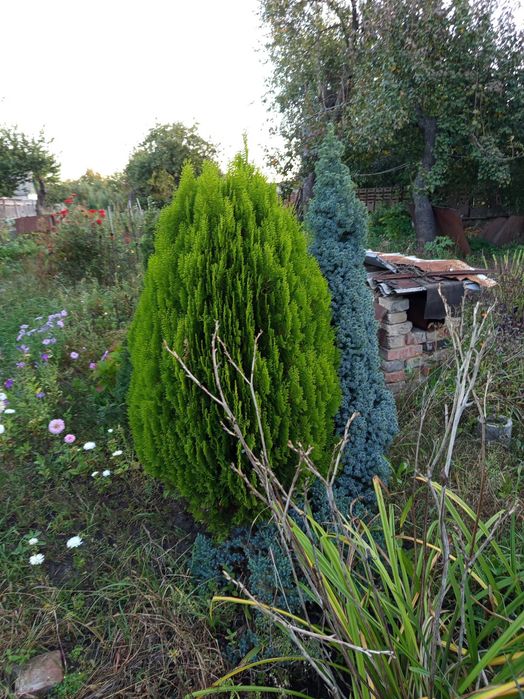 Продам кусты самшита, туйки, бересклет, барбарис, магнолию.