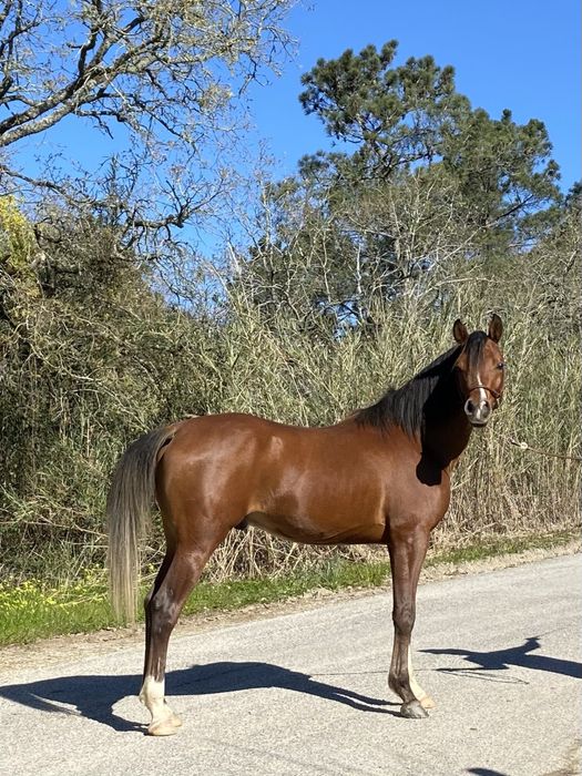 Elmikon, Garanhao, PSA 5 anos Castanho
