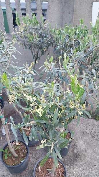 Oliwka Europejska (Olea europaea) - 150 cm wysylka
