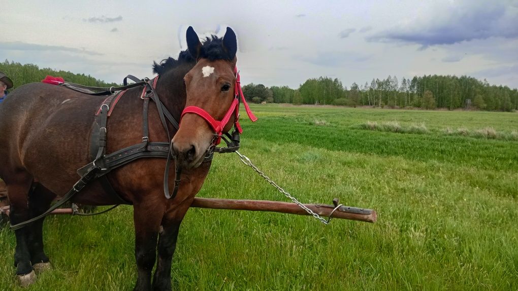 Klacz zimnokrwista z licencją źrebna