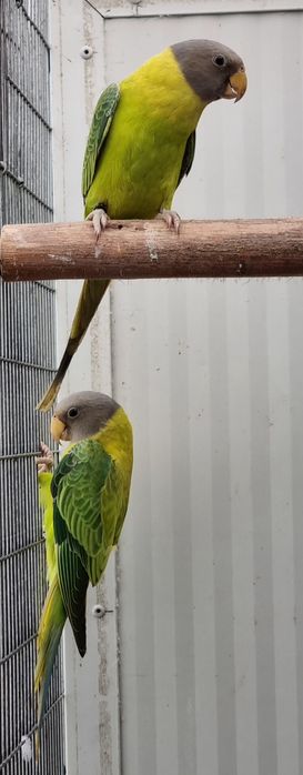 Cabeças de ameixas Opalinas/Diluido de  25