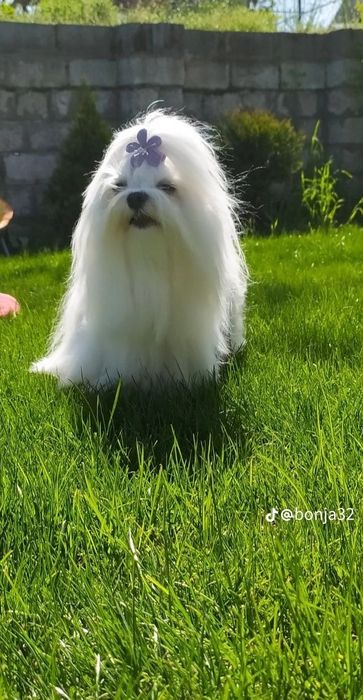 В'язка  мальтезе