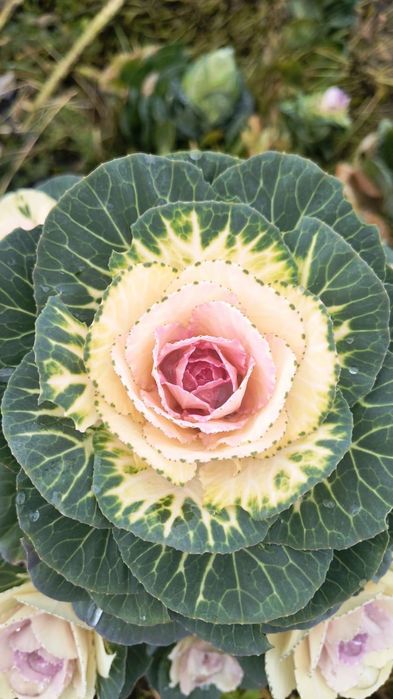 Kapusta ozdobna łodygowa