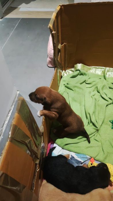 Cães bebé para adopção responsavel