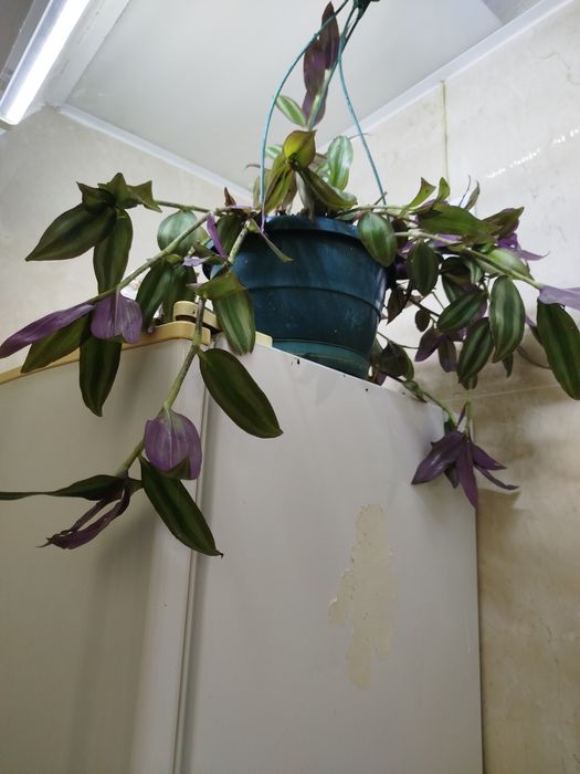 Planta natural Tradescantia zebrina,