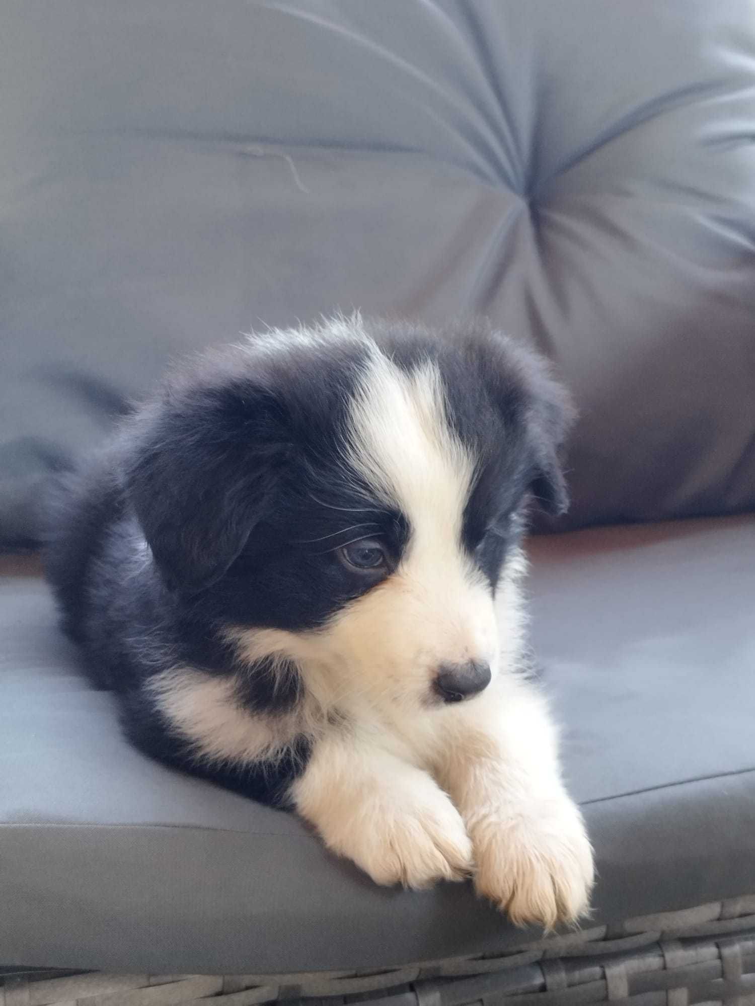 Border Collie - piękna i dostojna Carmen