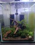 Aquael 30l, krewetki, krewetkarium, nanocube, nano akwarium, akwarium