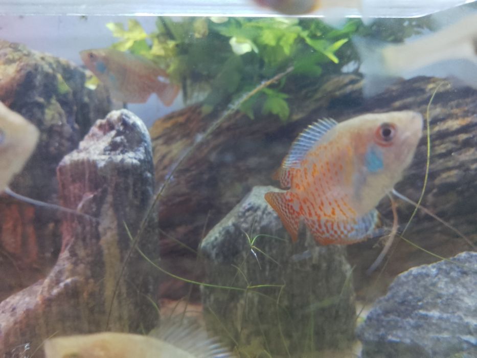 Sprzedam rybki prętnik karłowaty ,molinezje