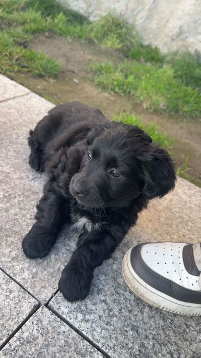 Oddam pieski w dobre ręce