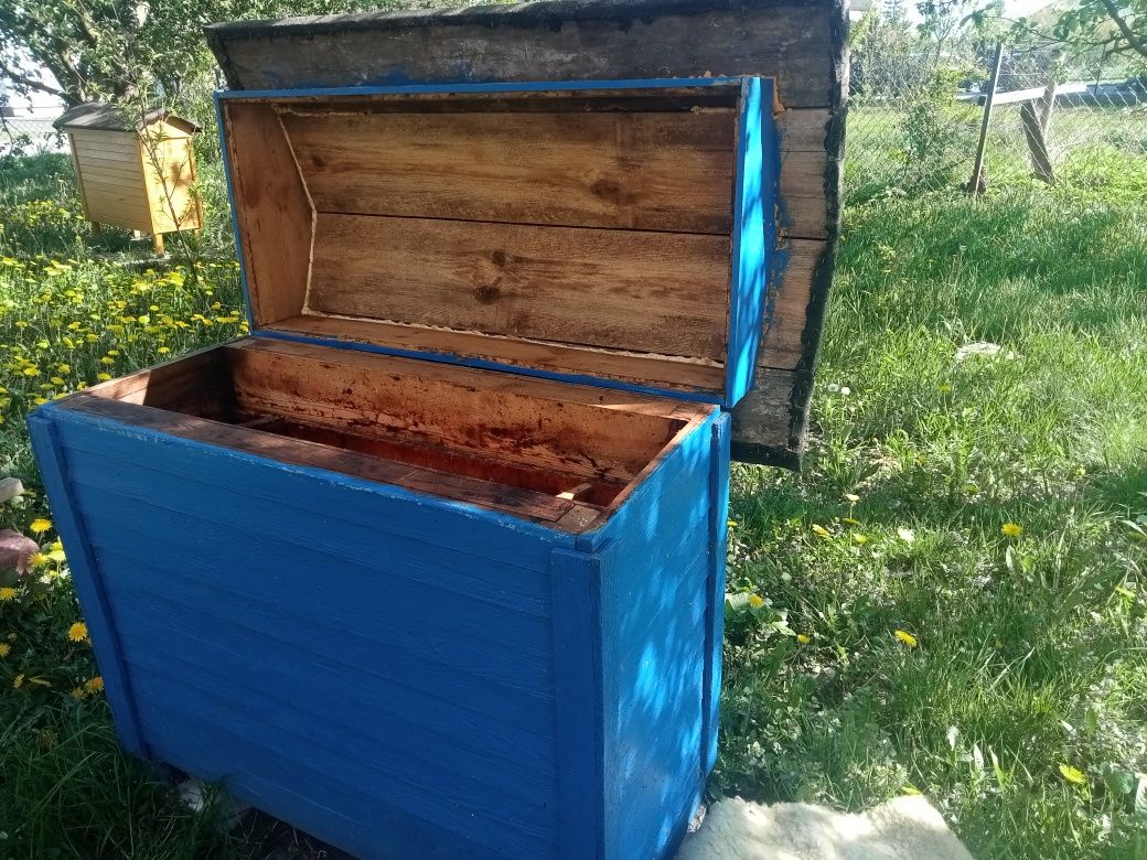 Ule warszawskie zwykłe