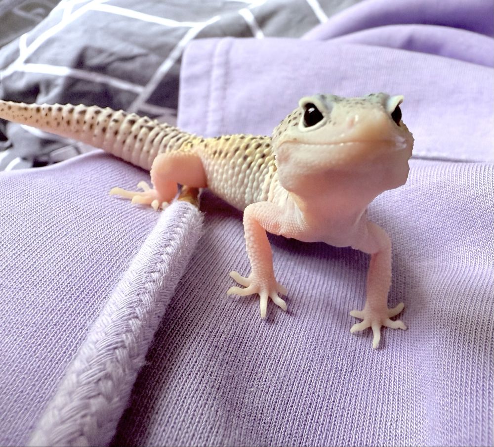 Gekon Lamparci Mack Snow leopard gecko