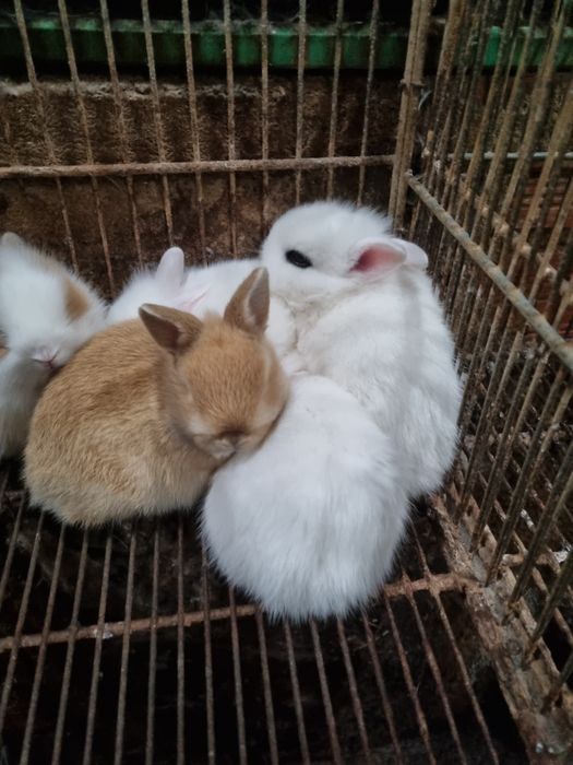 Kit coelhos anoes mini lop, mini holandes e toy