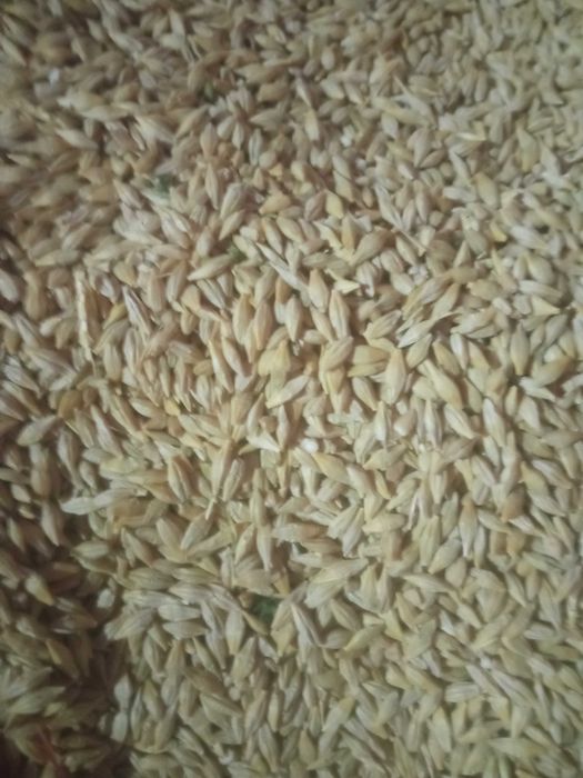 Продам пшеницю , ячмінь