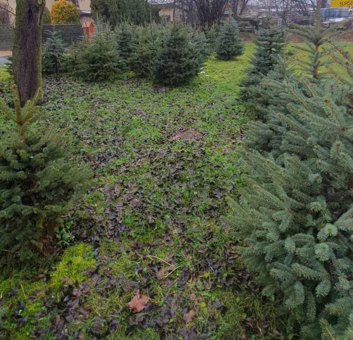 Choinka choinki świerk pospolity i srebrny jodła kaukaska