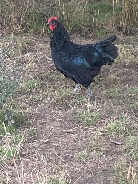 Kury koguty pary Ayam camani hamburgi