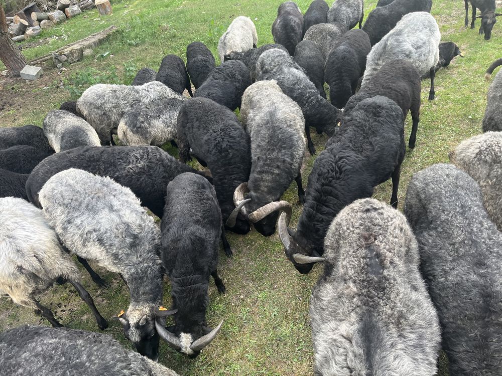 Owce jagnięta baranki Wrzosówka